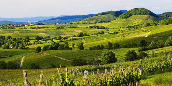 Weinreben Markgräflerland